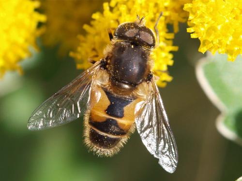 Eristalis arbustorum