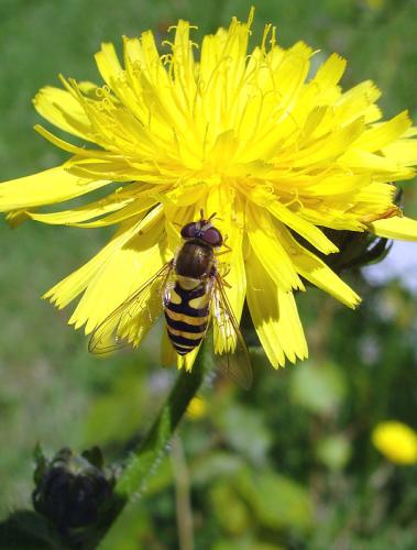 Syrphus sp.