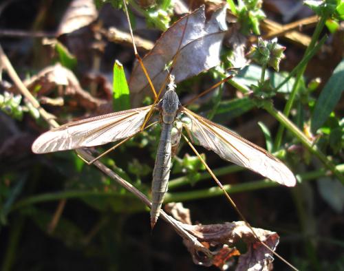 Tipula sp.