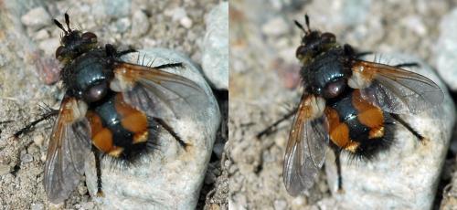 Tachina magnicornis