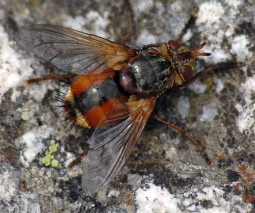 Tachina fera