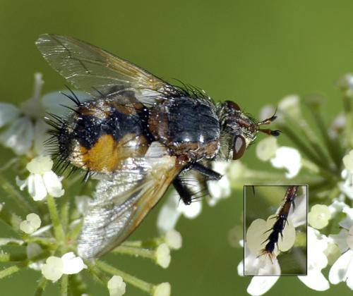 Réf. 39 211 : Tachina magnicornis
