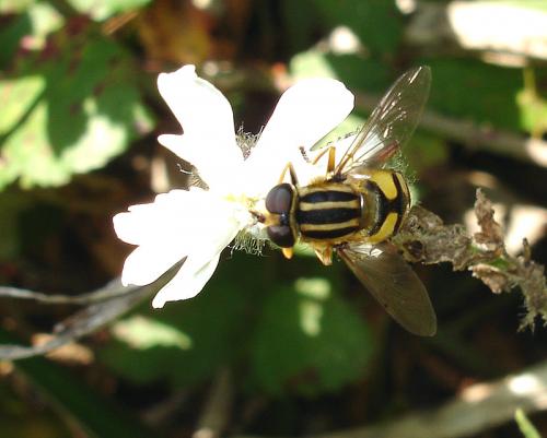 Helophilus pendulus