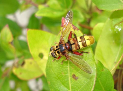 Réf. 39 342 : Milesia crabroniformis