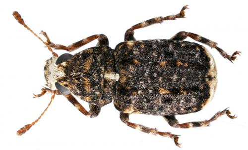 Dissoleucas niveirostris