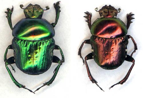 Réf. 39 081 : Gymnopleurus sericeifrons