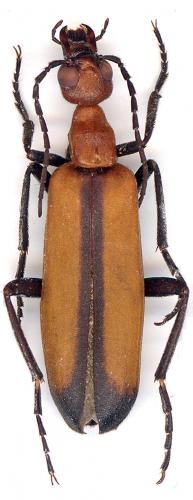 Lydomorphus angusticollis