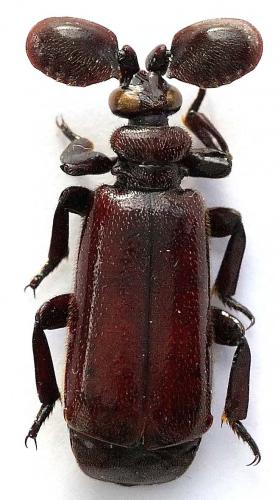 Edaphopaussus procerus