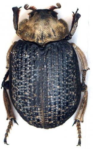 Afromorgus obesus