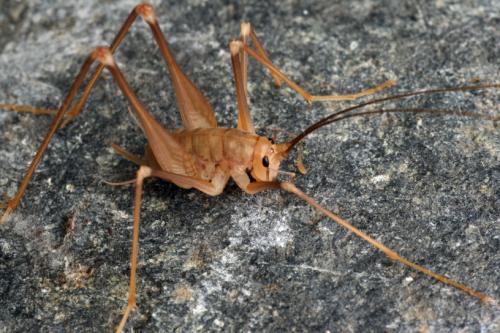Dolichopoda azami