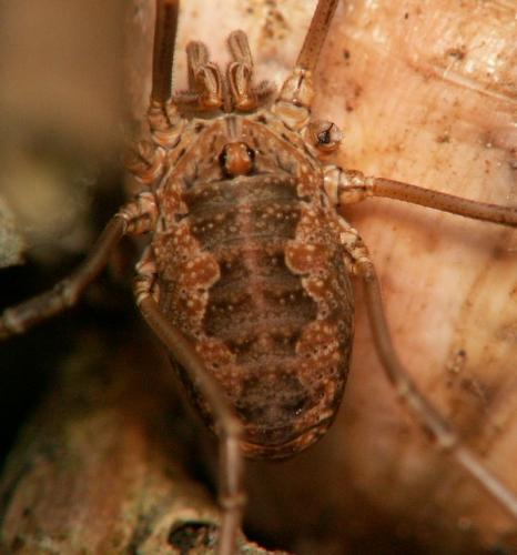 Phalangium opilio