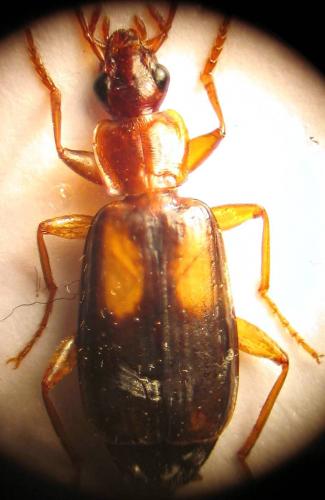 Réf. 39 527 : Dromius agilis