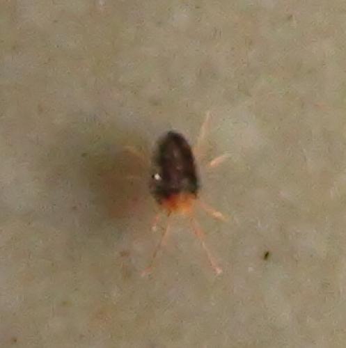 Bryobia rubrioculus