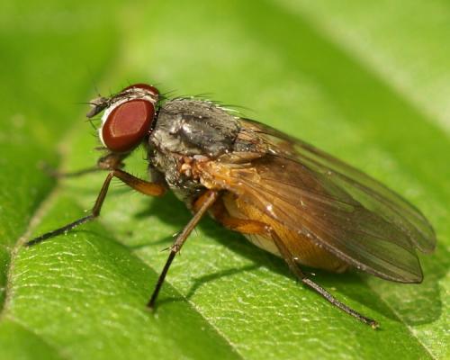 Fannia lustrator