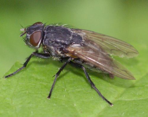 Pollenia sp.