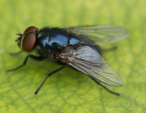 Réf. 39 468 : Eudasyphora cyanicolor
