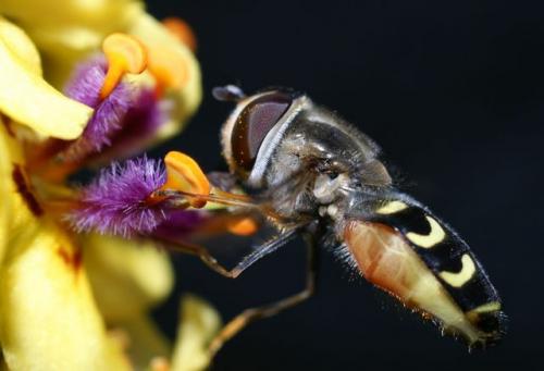 Réf. 39 302 : Scaeva selenitica