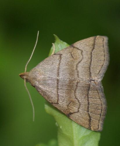 Herminia tarsicrinalis