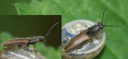 Athous bicolor