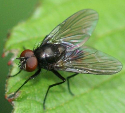 Hebecnema sp.