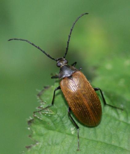 Réf. 39 290 : Pseudocistela ceramboides