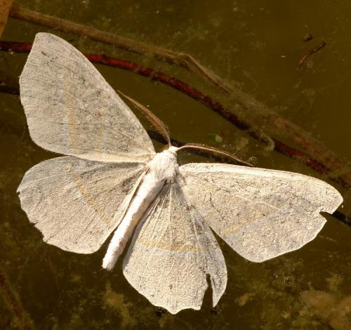 Réf. 39 670 : Campaea margaritaria