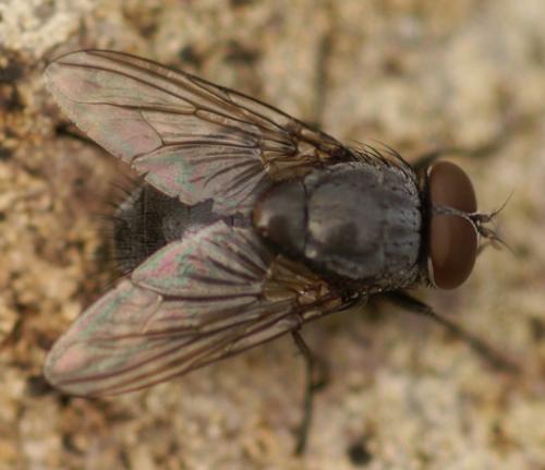 Muscina sp.