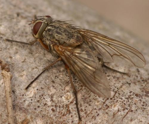 Réf. 39 478 : Phaonia valida