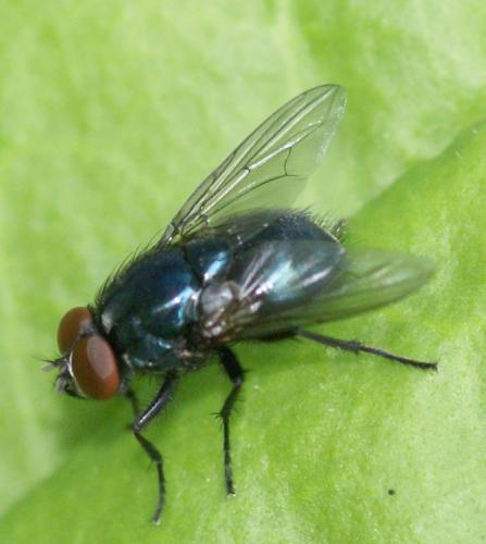 Réf. 39 132 : Eudasyphora cyanicolor