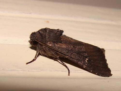 Aporophyla nigra