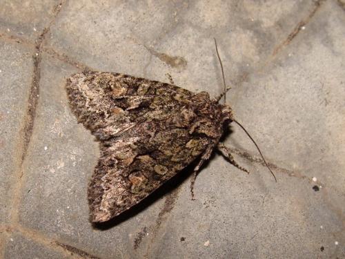 Dryobotodes eremita