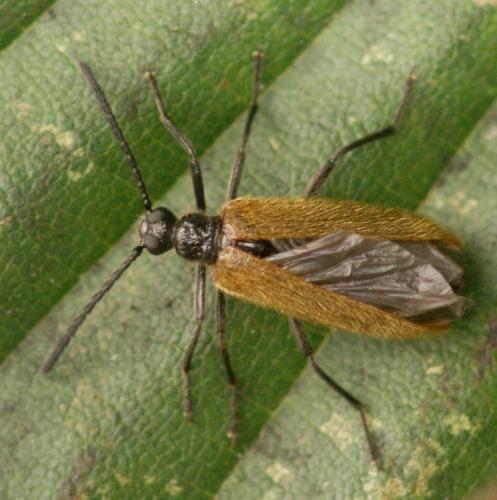 Lagria sp.