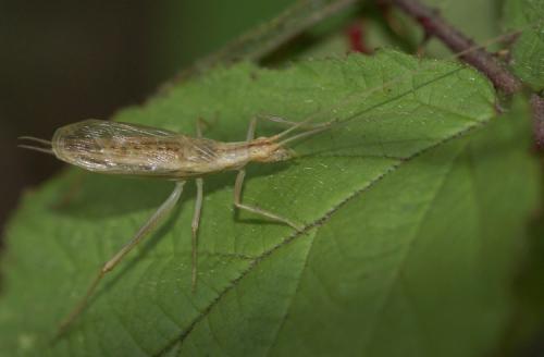 Réf. 39 089 : Oecanthus pellucens pellucens