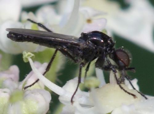 Réf. 39 871 : Dilophus sp.