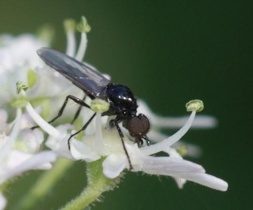 Dilophus sp.