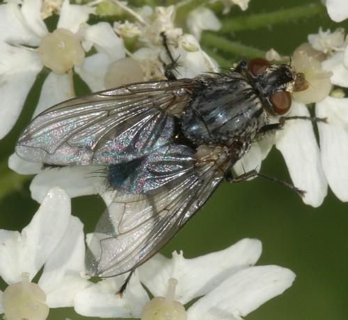 Onesia sp.