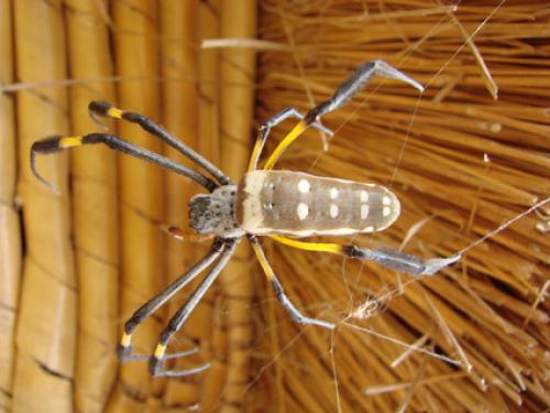 Réf. 39 909 : Trichonephila senegalensis