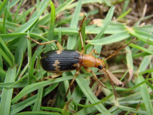 Pheropsophus cinctus