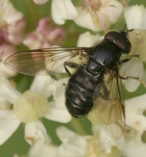 Pipiza sp.
