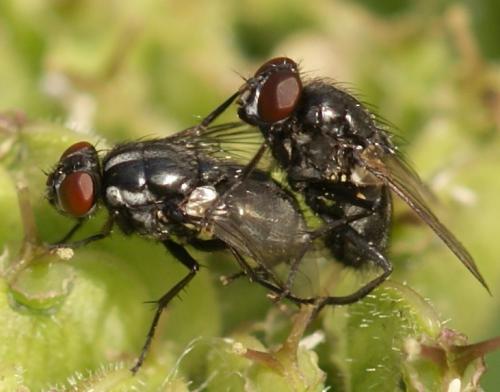 Réf. 39 200 : Morellia aenescens