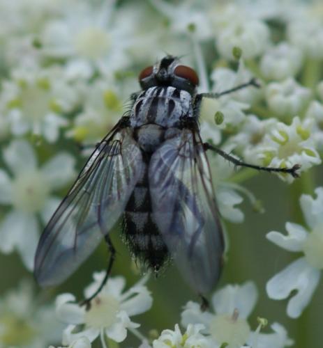 Réf. 39 199 : Macronychia striginervis