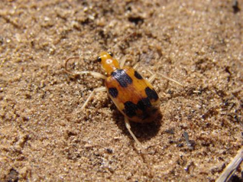 Brachinus nobilis