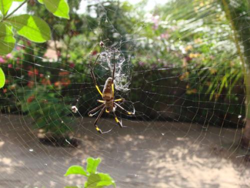 Réf. 39 911 : Trichonephila senegalensis