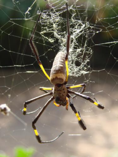 Réf. 39 910 : Trichonephila senegalensis