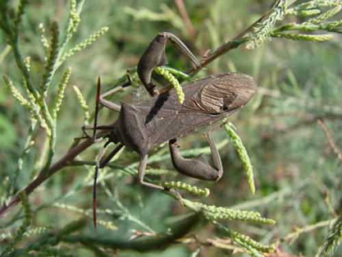 Anoplocnemis curvipes
