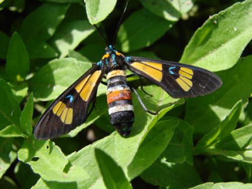 Euchromia sp.