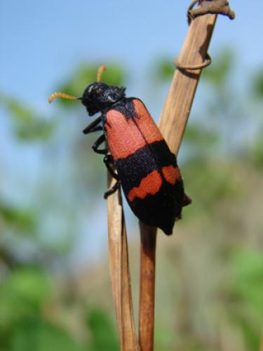 Réf. 39 945 : Hycleus senegalensis