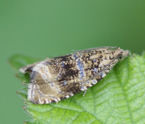 Celypha lacunana