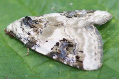 Pseudeustrotia candidula