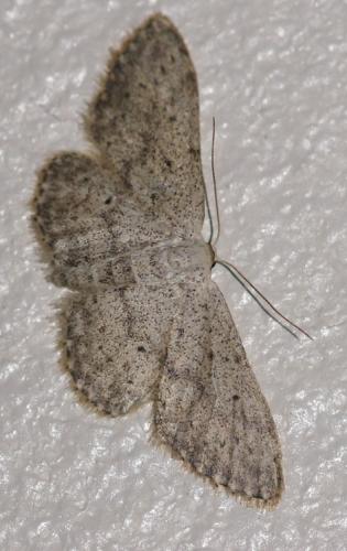 Idaea seriata